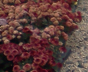 010315mums.gif