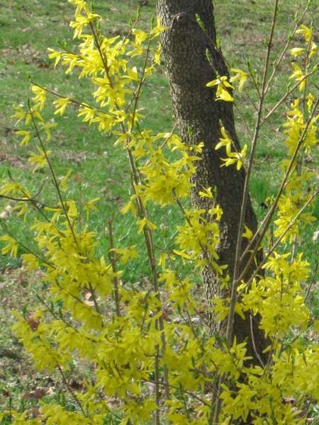 011714forsythia.jpg