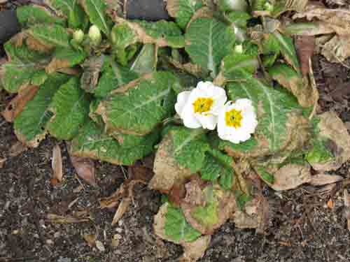 012210primrose.jpg