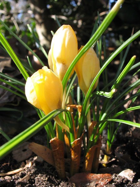 012712crocus.jpg