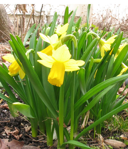 020312daffodils.jpg