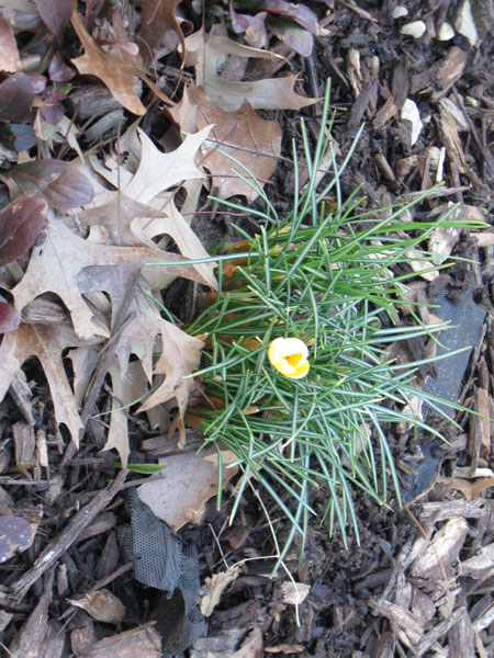 020912crocus.jpg