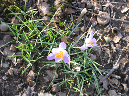 021513crocus.jpg