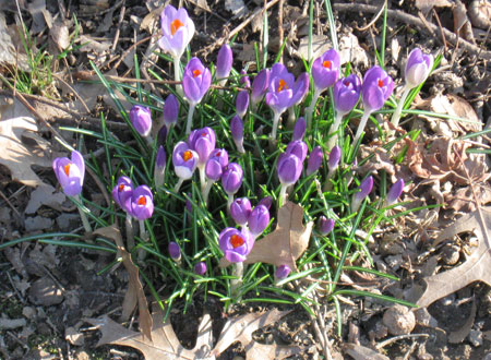 021712crocus.jpg