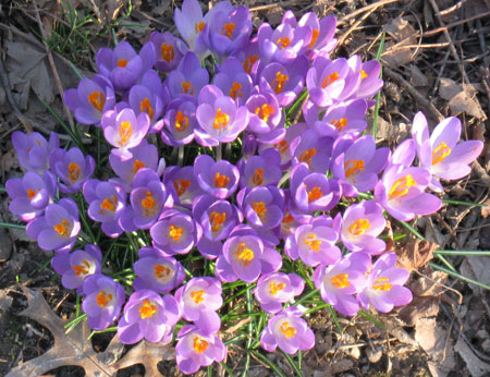 022212crocus.jpg