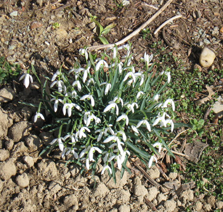 022212snowdrops.jpg