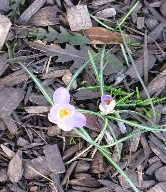 022216crocus.gif