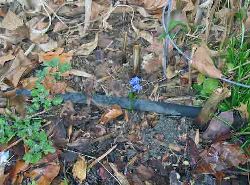 022308squill.jpg