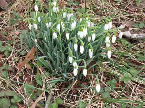 022611snowdrops.jpg