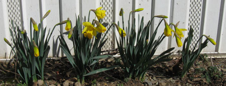 022612daffodils.jpg