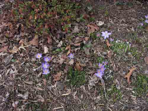 022709crocuses.jpg