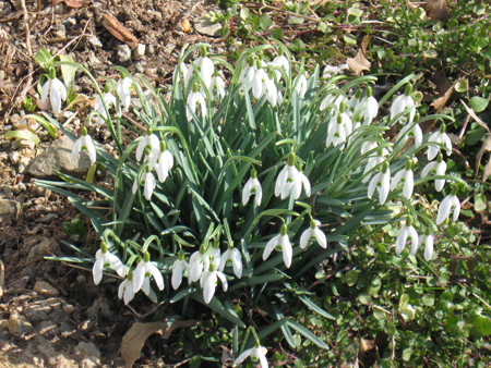 022814snowdrops.jpg