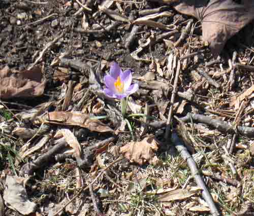 030411crocus.jpg