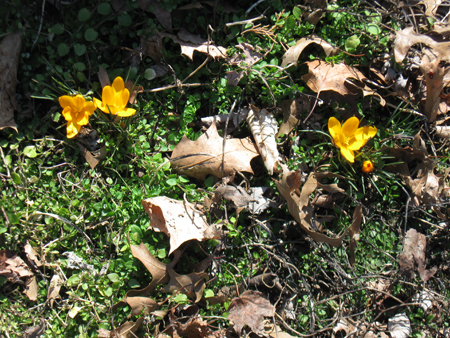 030613crocus.jpg