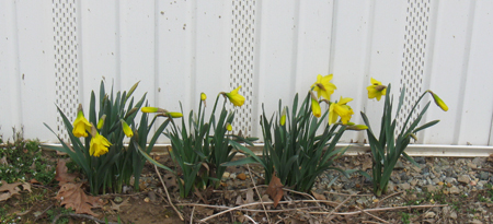 031113daffodils.jpg