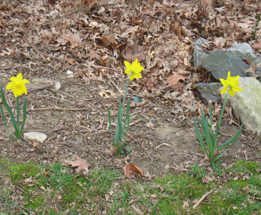 031116daffodils.gif