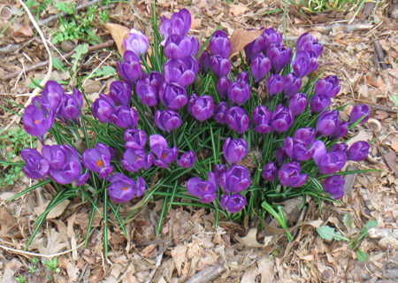 031313crocus.jpg