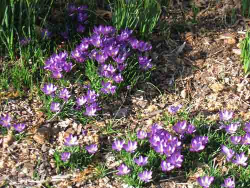 031610crocus.jpg