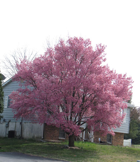 031612cherrytree.jpg