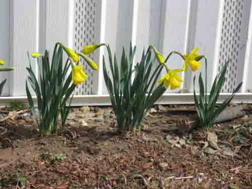 031811daffodils.jpg