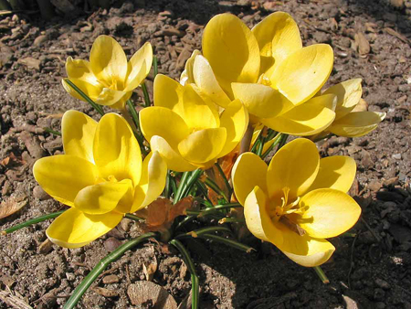 032514crocus.jpg