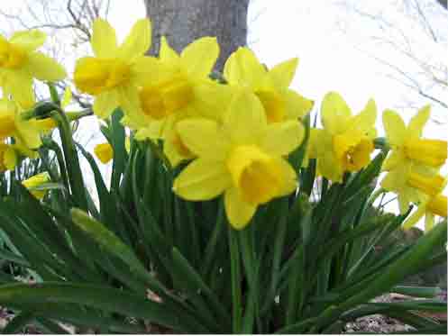 032610daffodils.jpg