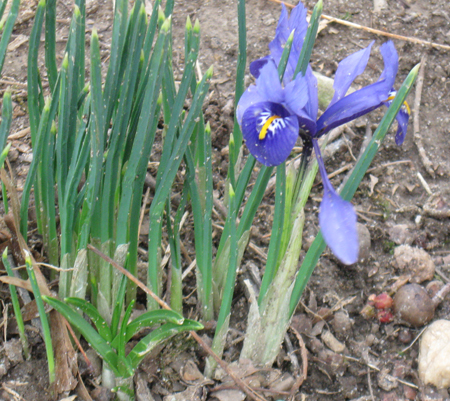 032814iris.jpg