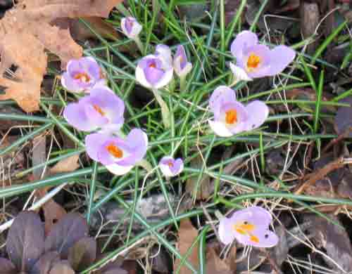 040111lavcrocus.jpg