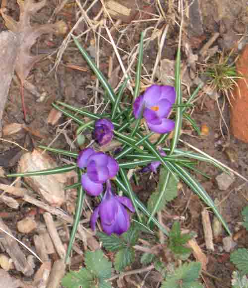 040111purpcrocus.jpg