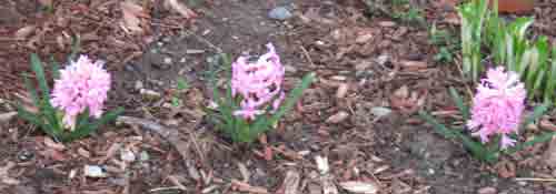 04042010hyacinths.jpg