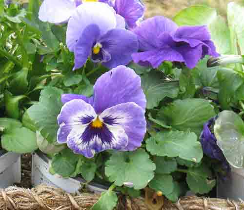 04052011pansie.jpg