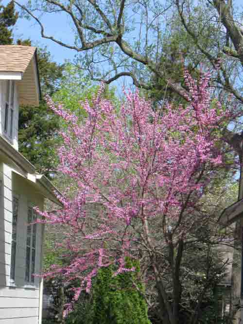 040810redbud.jpg