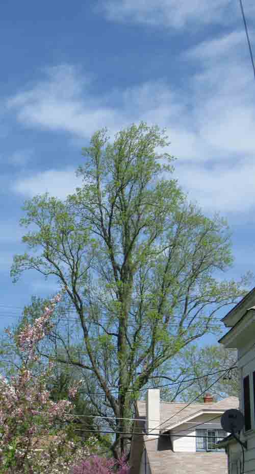 040810tuliptree.jpg