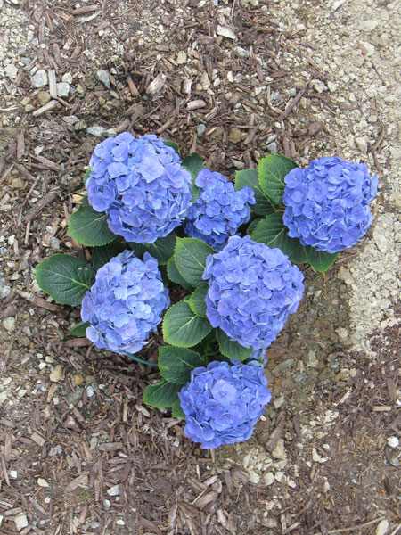 042012hydrangea.jpg