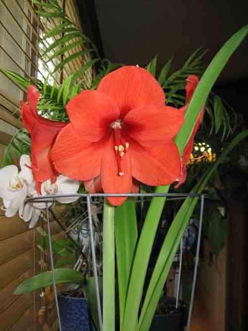 043010amaryllis.jpg