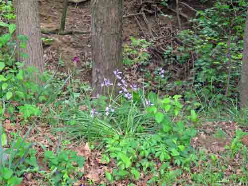 050311woodhyacinths.jpg