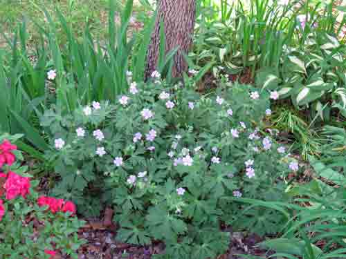 050710hardygeranium.jpg