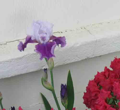 050710purpleiris.jpg