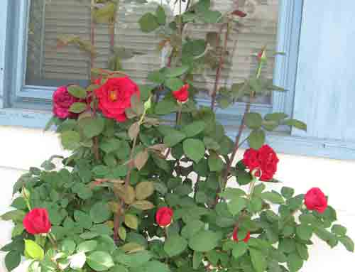 050710redrose.jpg