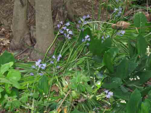 050710woodhyacinths.jpg