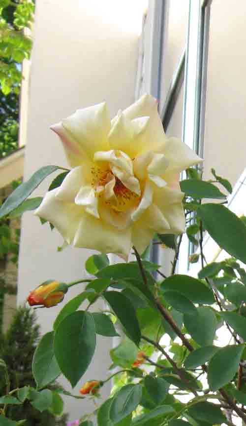 050710yellowrose.jpg