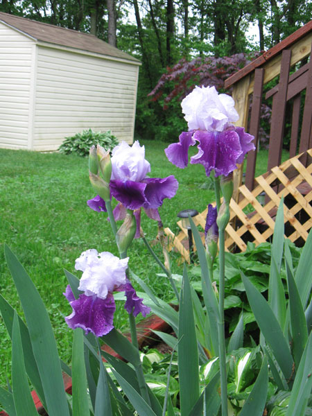 050912purplewhiteiris.jpg