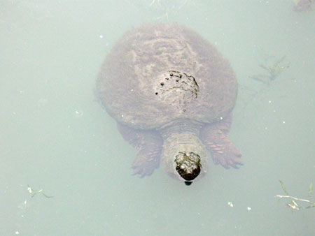 050912snapper.jpg