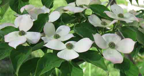 051111dogwood.jpg