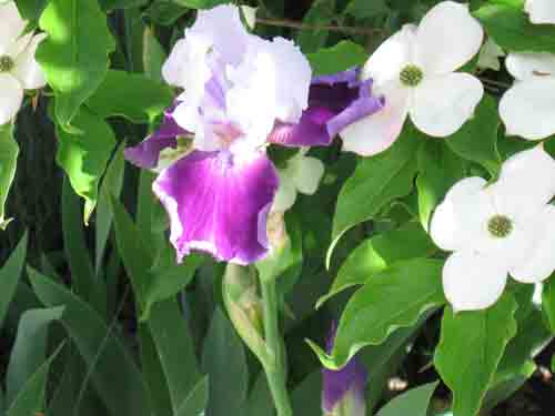 051111iris.jpg