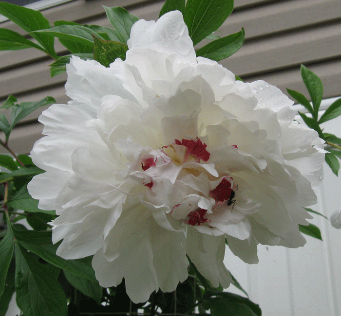 051316peony.gif