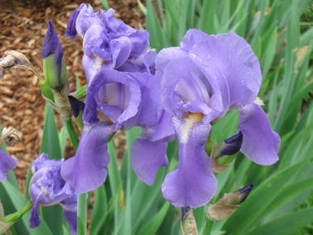 051618iris.jpg