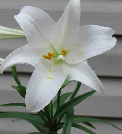 052011easterlily.jpg