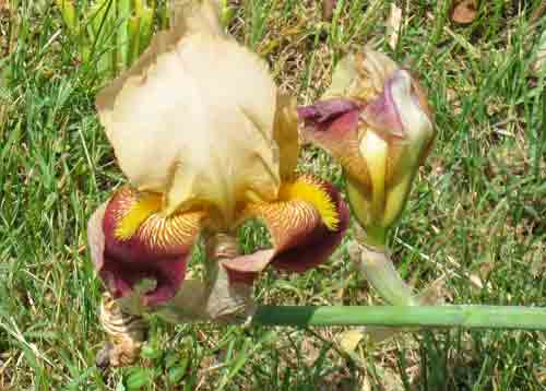 052110iris.jpg