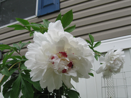 052314peony.jpg